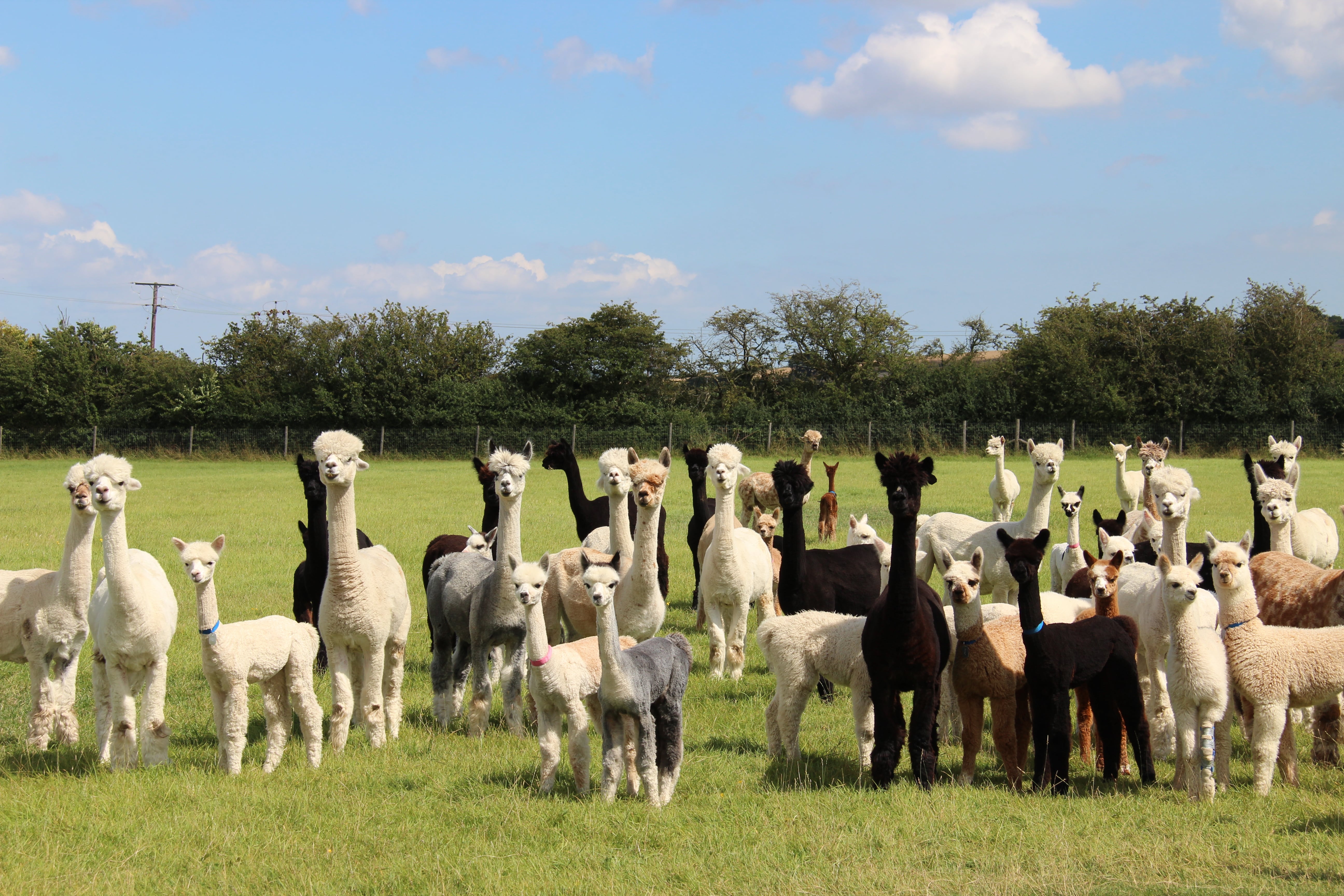 Chinchero Alpacas